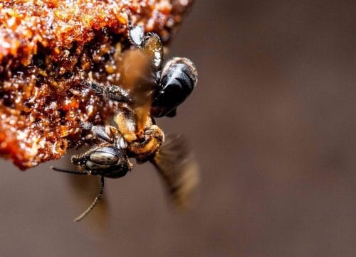 raw vs processed honey e1592062556761