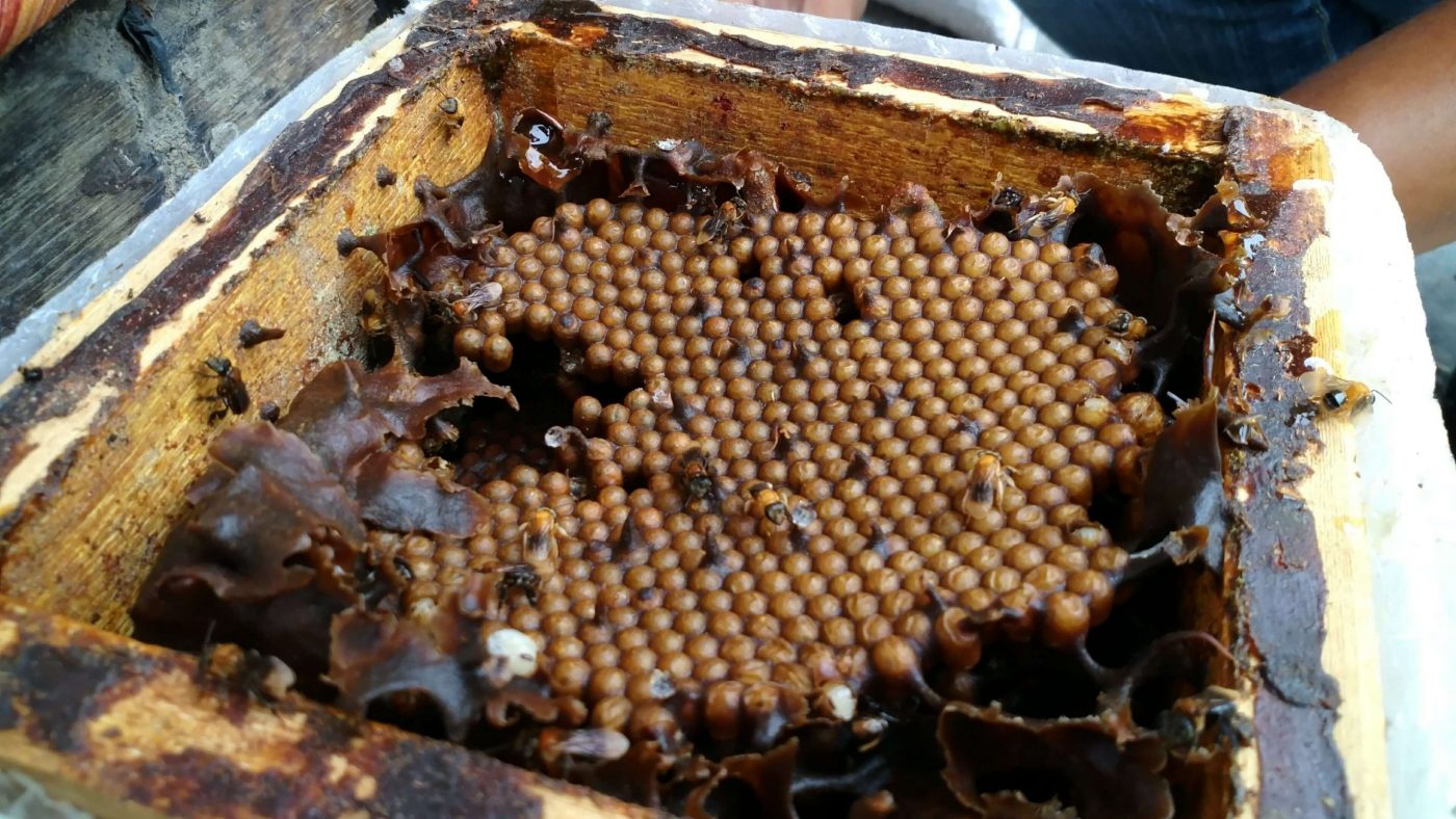 Kelulut Honey Facts is raw unfiltered honey safe scaled