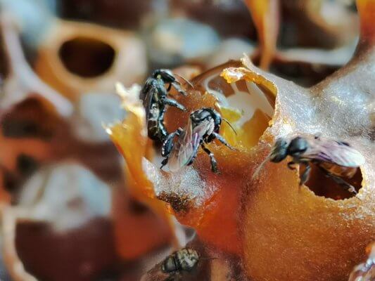 buy honey online e1565450270979